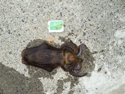 串本でヤエンで1kアオリ♪